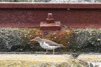 Spotted Sandpiper (Actitis macularia)