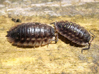 Porcellio scaber