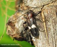Phymatodes fasciatus