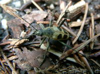 Pachyta quadrimaculata