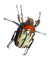 Ranzania bertolonii