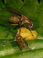 Phaonia angelicae