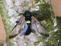 Cimbex femoratus