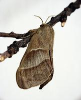 Macrothylacia rubi - Fox Moth
