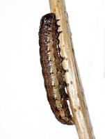 Apamea crenata - Clouded-bordered Brindle
