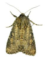 Luperina testacea - Flounced Rustic