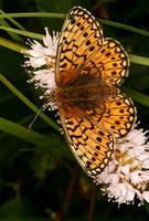 Proclossiana eunomia - Bog Fritillary