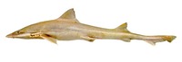 Mustelus higmani, Smalleye smooth-hound: fisheries