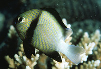 Dascyllus carneus, Cloudy dascyllus: aquarium