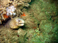 Muraena lentiginosa, Jewel moray: fisheries
