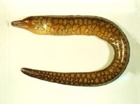 Enchelycore lichenosa, Reticulate hookjaw moray: