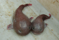 Psychrolutes macrocephalus, :