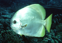 Platax boersii, Golden spadefish: