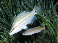 Symphodus melanocercus, :