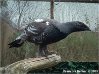 Black-billed Capercaillie Tetrao parvirostris