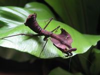 Deroplatys dessicata