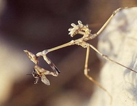 Empusa fasciata