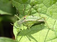 Leptophyes discoidalis