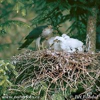 Accipiter nisus - Eurasian Sparrowhawk