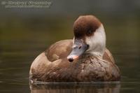 Netta rufina - Red-crested Pochard