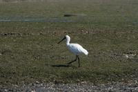 Platalea regia - Royal Spoonbill