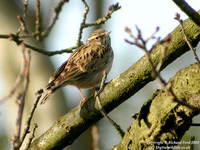 Lullula arborea - Woodlark