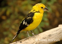 Pheucticus chrysopeplus - Yellow Grosbeak