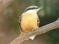 Sitta europaea - Wood Nuthatch