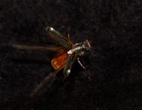 Image of: Dichelonyx albicollis