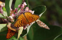 Image of: Speyeria atlantis (atlantis fritillary)