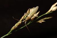 Image of: Trigonotylus ruficornis