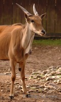 Taurotragus oryx - Common Eland