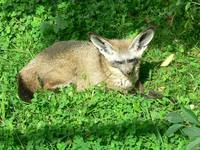 Otocyon megalotis - Bat-eared Fox