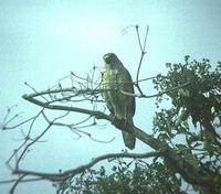 Image of: Asturina nitida (gray hawk)