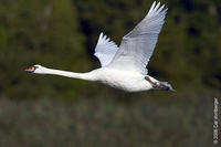 Image of: Cygnus olor (mute swan)