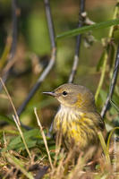 Image of: Dendroica tigrina (Cape May warbler)