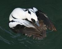 Image of: Mergellus albellus (smew)