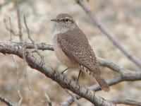 Image of: Salpinctes obsoletus (rock wren)