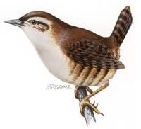 Image of: Troglodytes troglodytes (winter wren)