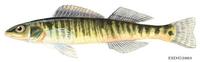 Image of: Percina caprodes (logperch)