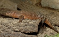 Egernia stokesii - Gidgee Skink