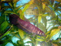 Betta strohi