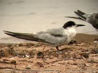 Common Tern - Sterna hirundo