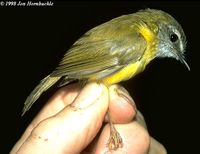 Yellow-bellied Warbler - Abroscopus superciliaris