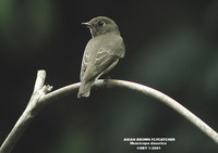 Asian Brown Flycatcher - Muscicapa dauurica