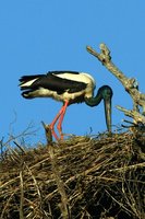 Black necked Stork