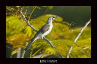 Little Friarbird