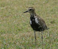 Pacific Golden-Plover - Pluvialis fulva