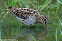 Swinhoe's Snipe - Gallinago megala