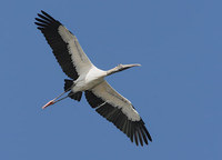 Wood Stork (Mycteria americana) photo